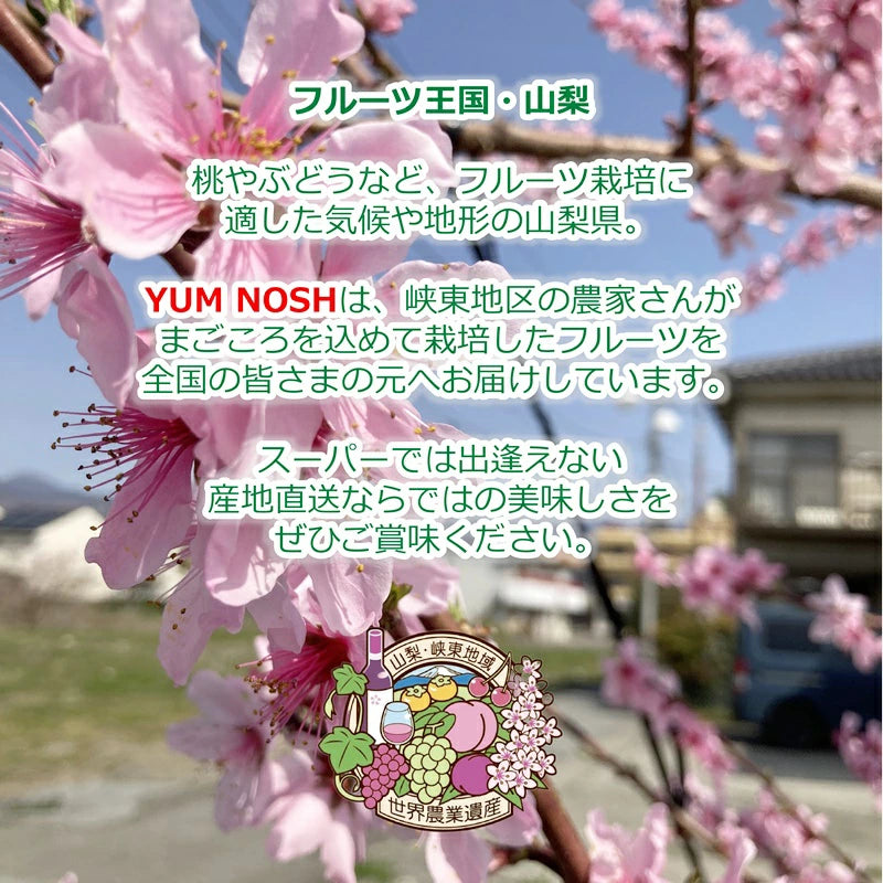 桃 予約販売 【 日川の桃 2.0キロ箱入り 】2025年6月下旬より発送 ☆ YUM NOSH 山梨
