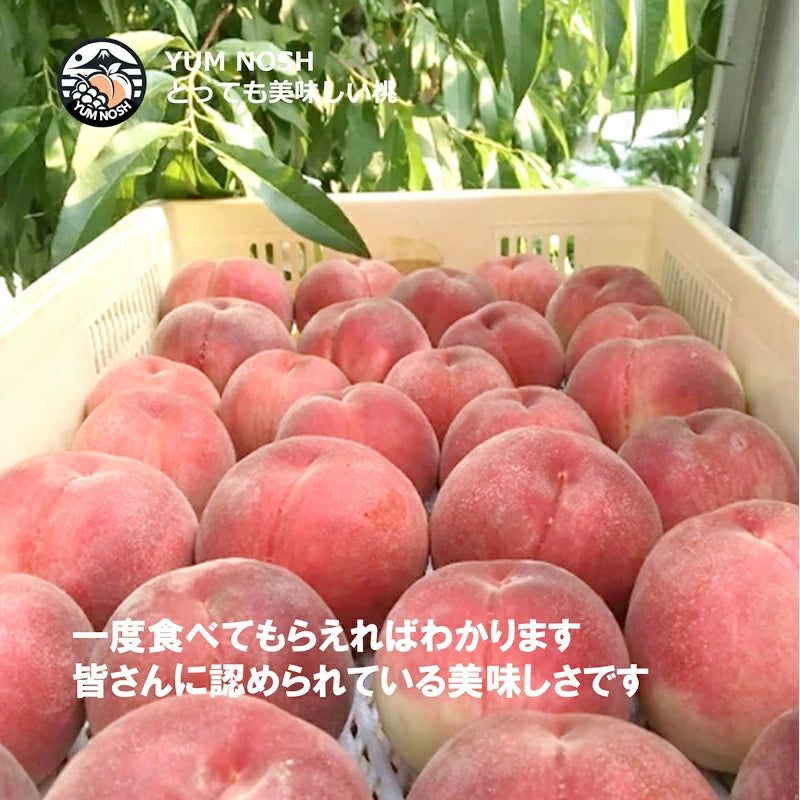 桃 予約販売 【 日川の桃 2.0キロ箱入り 】2025年6月下旬より発送 ☆ YUM NOSH 山梨