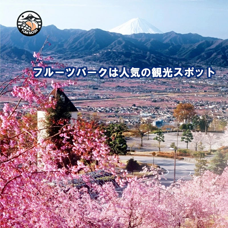 桃 予約販売 【 日川の桃 2.0キロ箱入り 】2025年6月下旬より発送 ☆ YUM NOSH 山梨