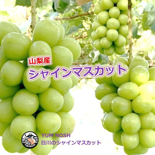 山梨県産 シャインマスカット 1kg箱（1〜2房） 【 世界農業遺産 】【 YUM NOSH 】　