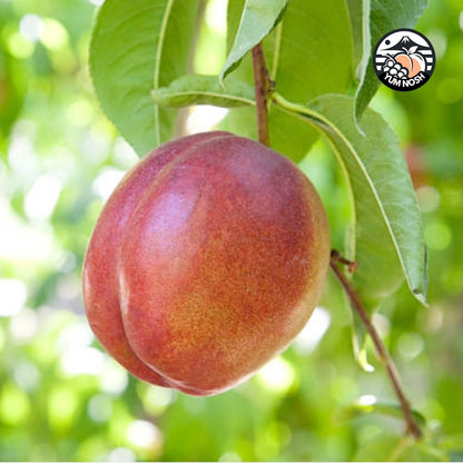 山梨産 ネクタリン（黎王） 『紅の恵』の親分  2kg箱（8～9個入）【 YUM NOSH 】　