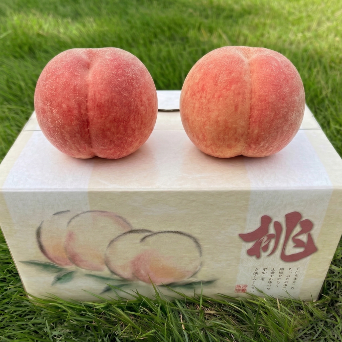 山梨県産 ハウス桃 化粧箱入り JAフルーツやまなし協賛店 YUM NOSH 温室桃 高級フルーツ 贈答用
