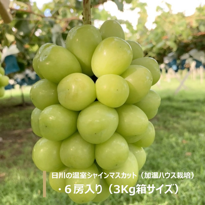 山梨県産 温室シャインマスカット 1房 【 世界農業遺産 】【 YUM NOSH 】　