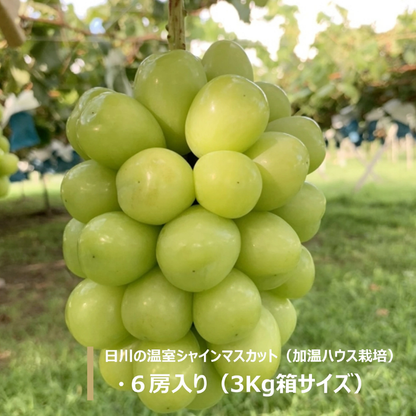 山梨県産 温室シャインマスカット 1房 【 世界農業遺産 】【 YUM NOSH 】　