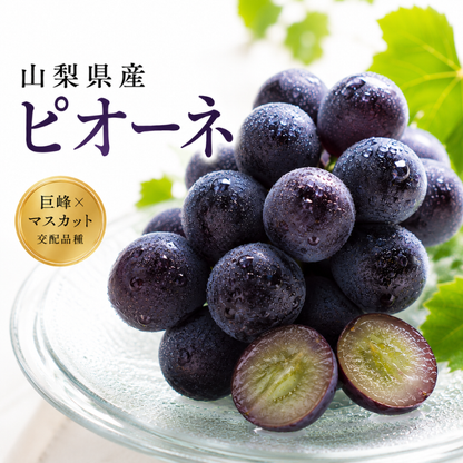 【 世界農業遺産 】山梨県 葡萄 温室 種無し ピオーネ （１房）  ぶどう 産地直送 【 YUM NOSH 】