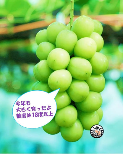 山梨県産 シャインマスカット 2kg箱（3〜5房） 【 世界農業遺産 】【 YUM NOSH 】　
