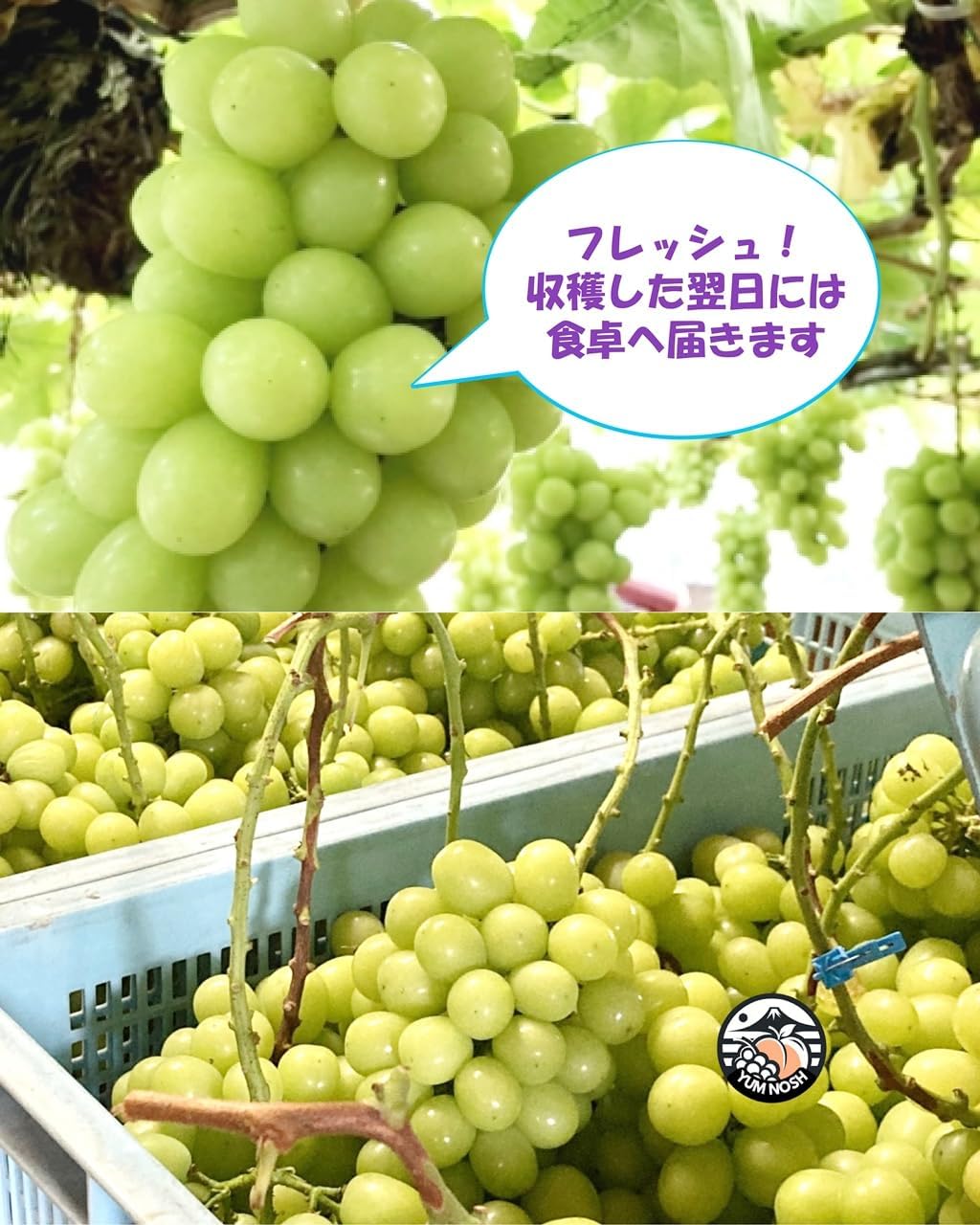 山梨県産 シャインマスカット 2kg箱（3〜5房） 【 世界農業遺産 】【 YUM NOSH 】　