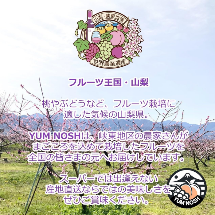 山梨県産 ハウス桃 化粧箱入り JAフルーツやまなし協賛店 YUM NOSH 温室桃 高級フルーツ 贈答用