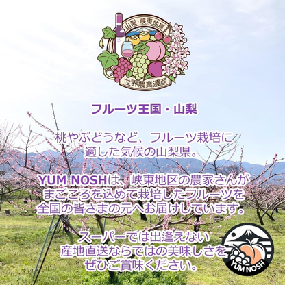 山梨県産 ハウス桃 化粧箱入り JAフルーツやまなし協賛店 YUM NOSH 温室桃 高級フルーツ 贈答用