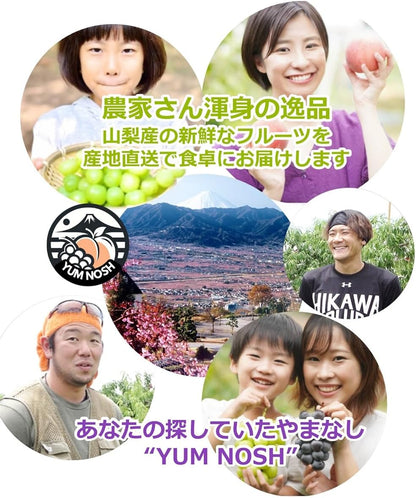 山梨県産 シャインマスカット 2kg箱（3〜5房） 【 世界農業遺産 】【 YUM NOSH 】　