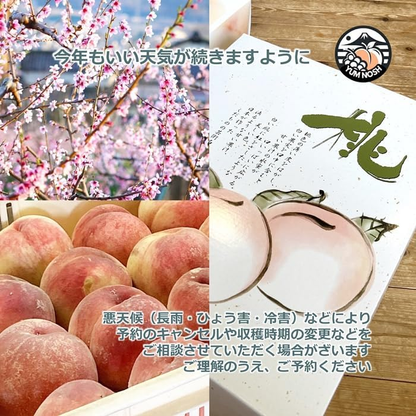 山梨県産 ハウス桃 化粧箱入り JAフルーツやまなし協賛店 YUM NOSH 温室桃 高級フルーツ 贈答用