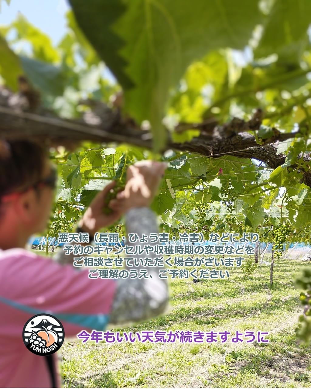 山梨県産 シャインマスカット 2kg箱（3〜5房） 【 世界農業遺産 】【 YUM NOSH 】　