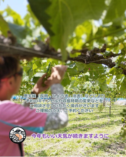 山梨県産 シャインマスカット 2kg箱（3〜5房） 【 世界農業遺産 】【 YUM NOSH 】　