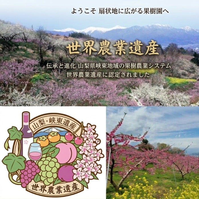 山梨県産 桃 コンポート 瓶詰め 2本セット（白桃・黄桃）丸ごと桃使用 加納岩の桃使用 高級フルーツギフト 桃ギフト