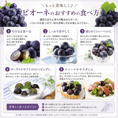 【 世界農業遺産 】山梨県 葡萄 温室 種無し ピオーネ （１房）  ぶどう 産地直送 【 YUM NOSH 】
