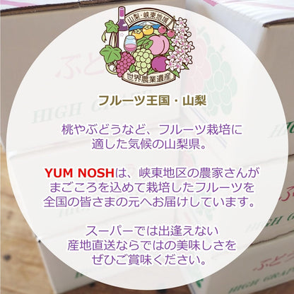【 世界農業遺産 】山梨県 葡萄 温室 種無し ピオーネ （１房）  ぶどう 産地直送 【 YUM NOSH 】