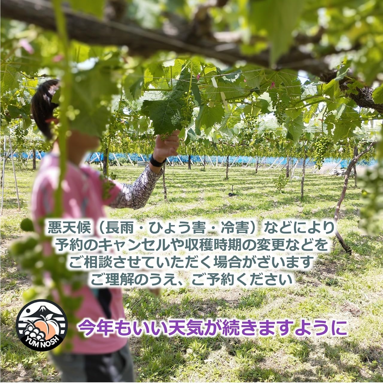 【 世界農業遺産 】山梨県 葡萄 温室 種無し ピオーネ （１房）  ぶどう 産地直送 【 YUM NOSH 】
