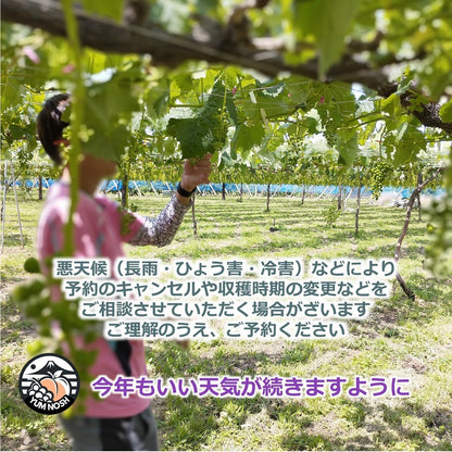 【 世界農業遺産 】山梨県 葡萄 温室 種無し ピオーネ （１房）  ぶどう 産地直送 【 YUM NOSH 】