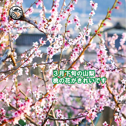 桃 予約販売 【 日川の桃　2.0キロ箱入り 】2025年6月下旬より発送 ☆ YUM NOSH 山梨